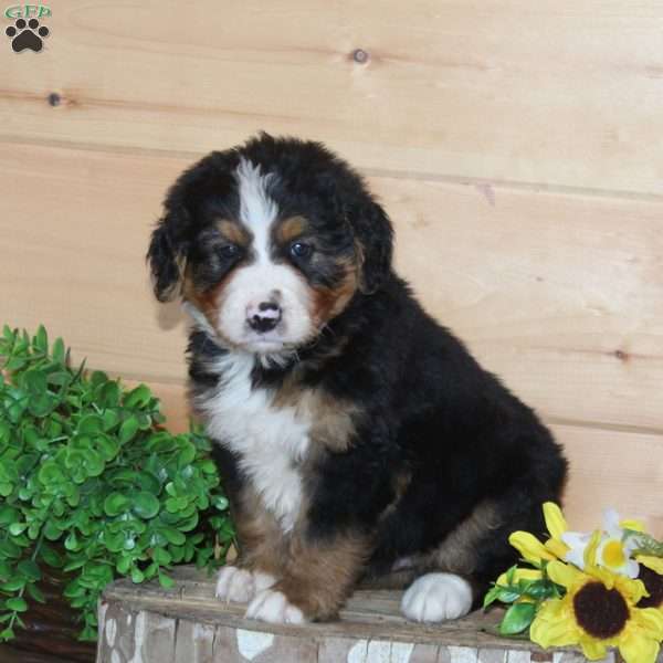 Olive Garden, Bernedoodle Puppy